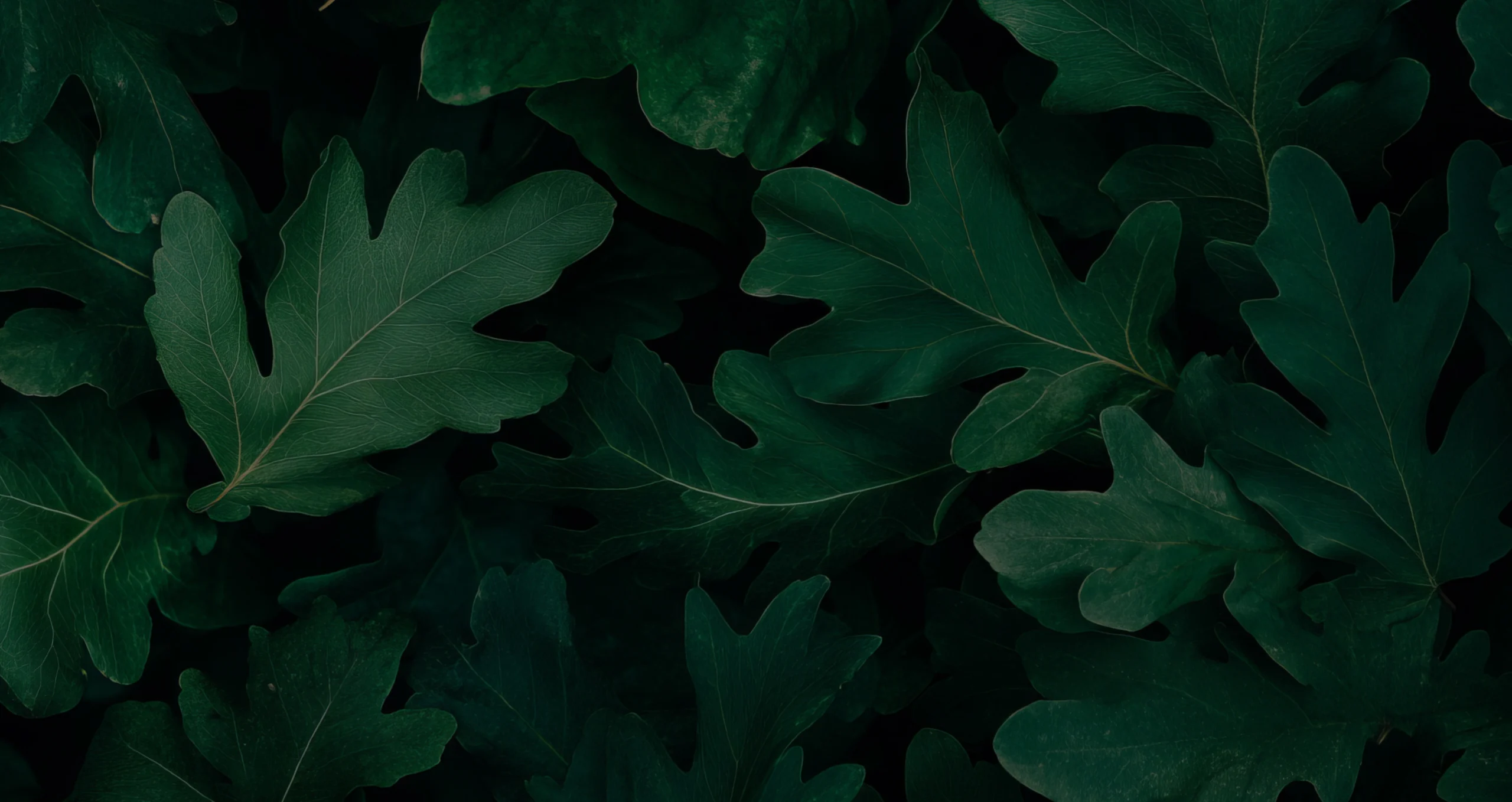 Dense oak leaves in a dark forest