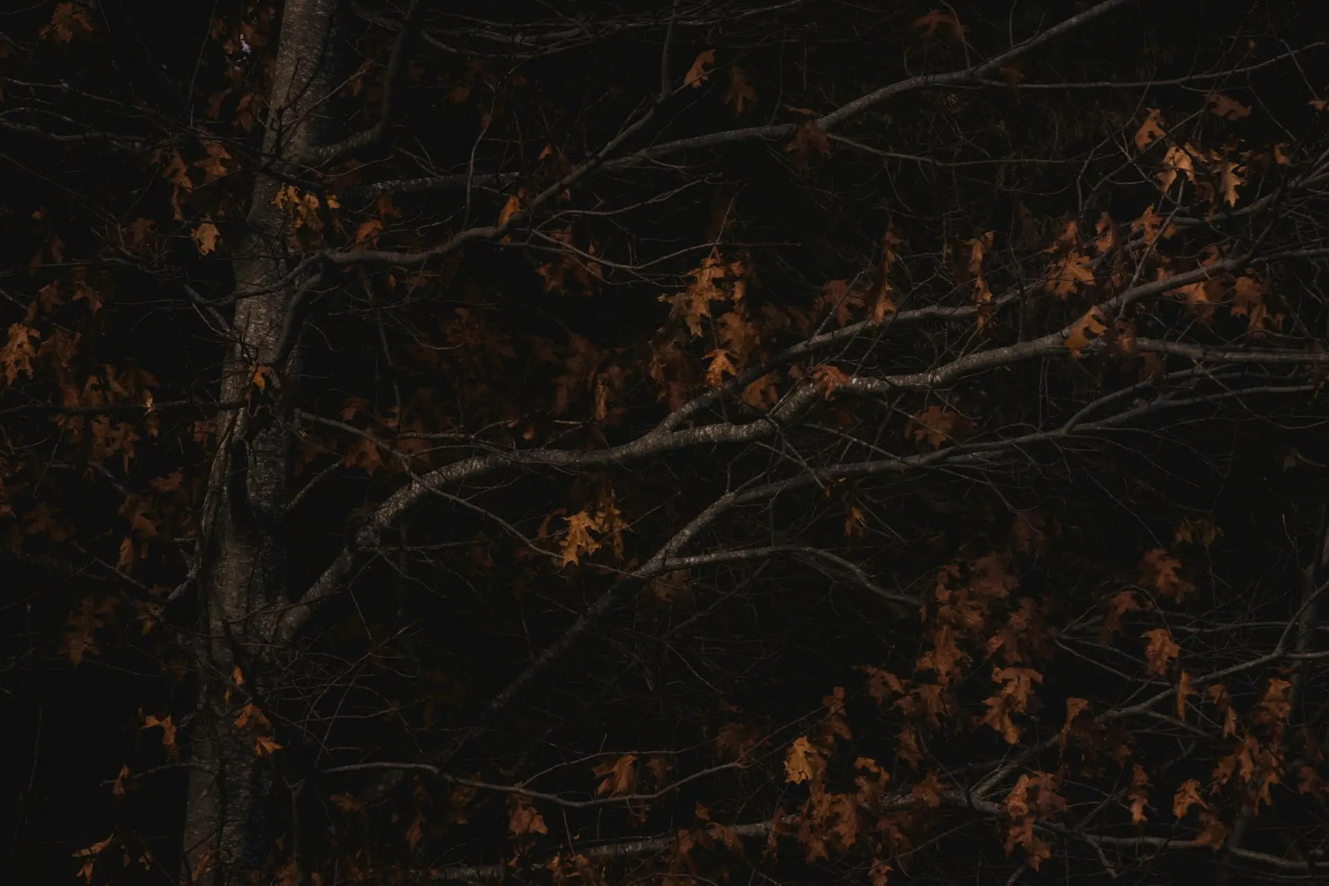 Oak branches and rust-coloured leaves in low light
