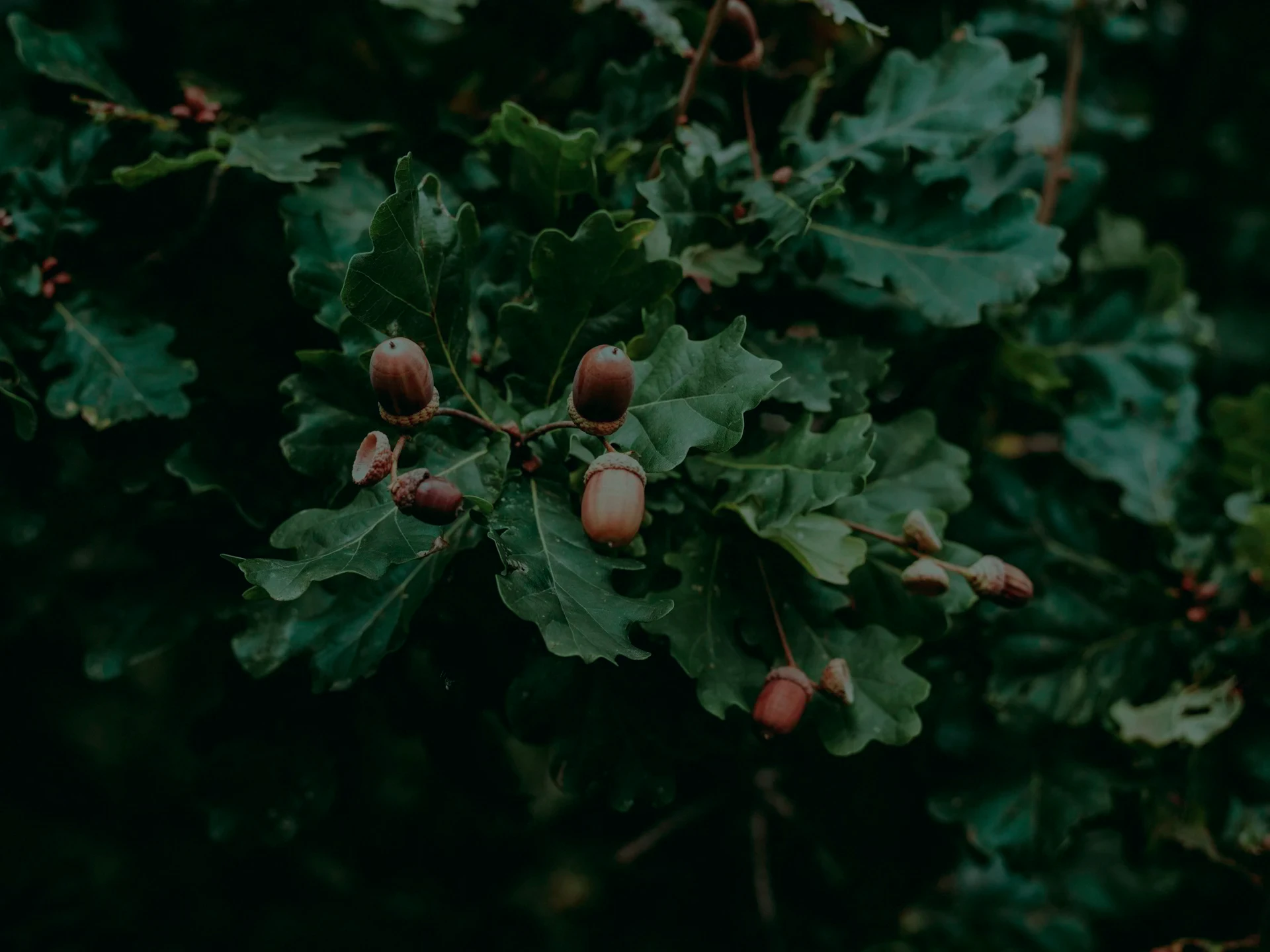 Acorns and oak leaves after rain