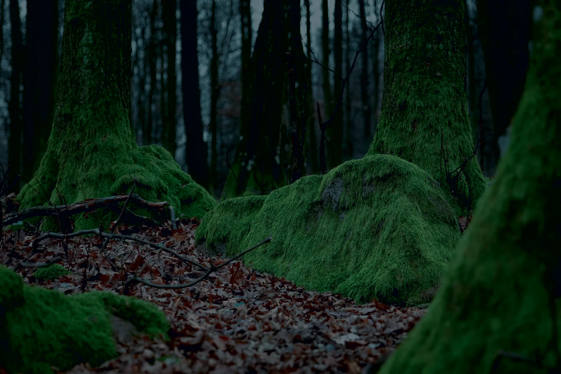 Moss-covered trunks and boulders in a dense wood