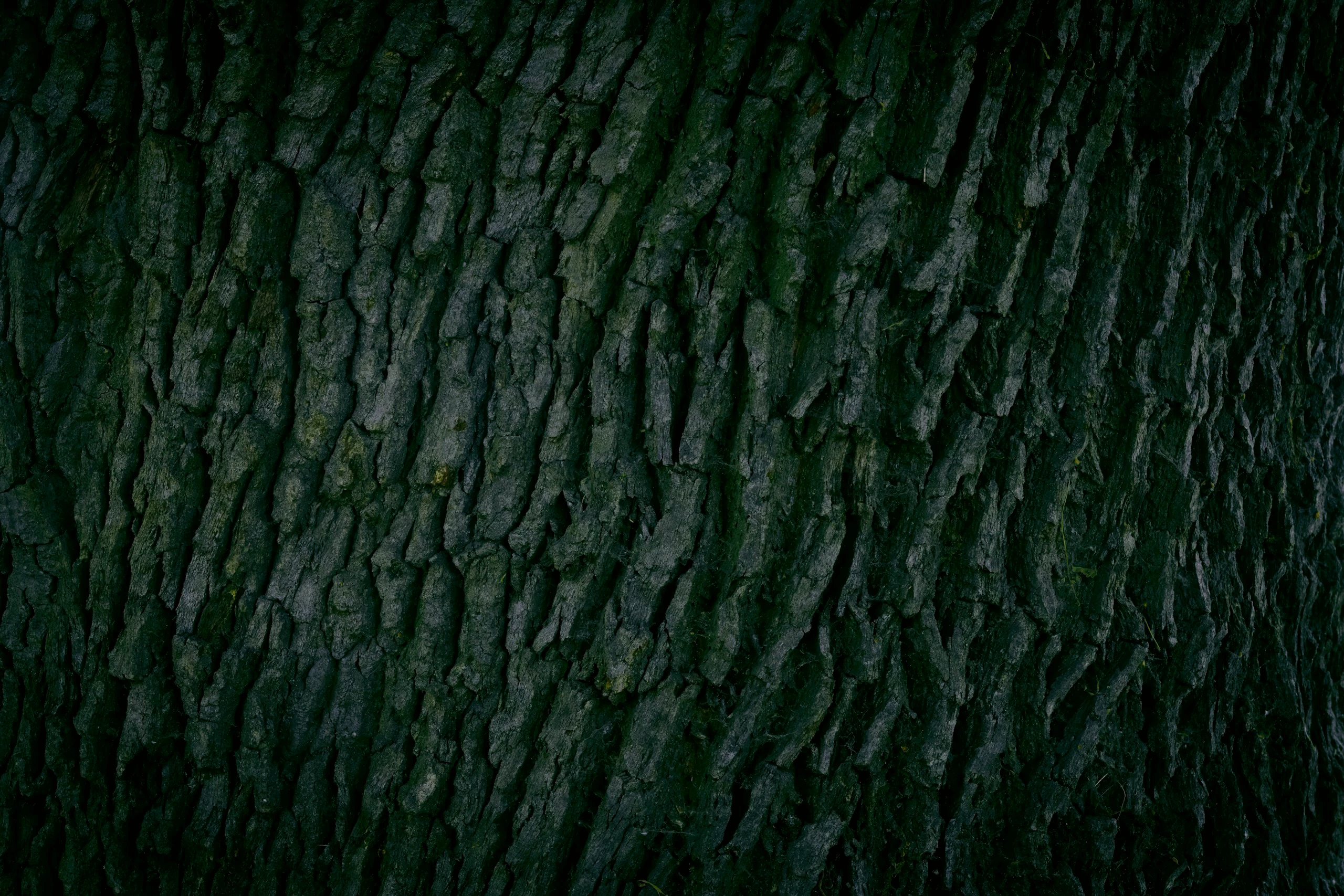 Close-up of the deeply ridged bark of an old oak