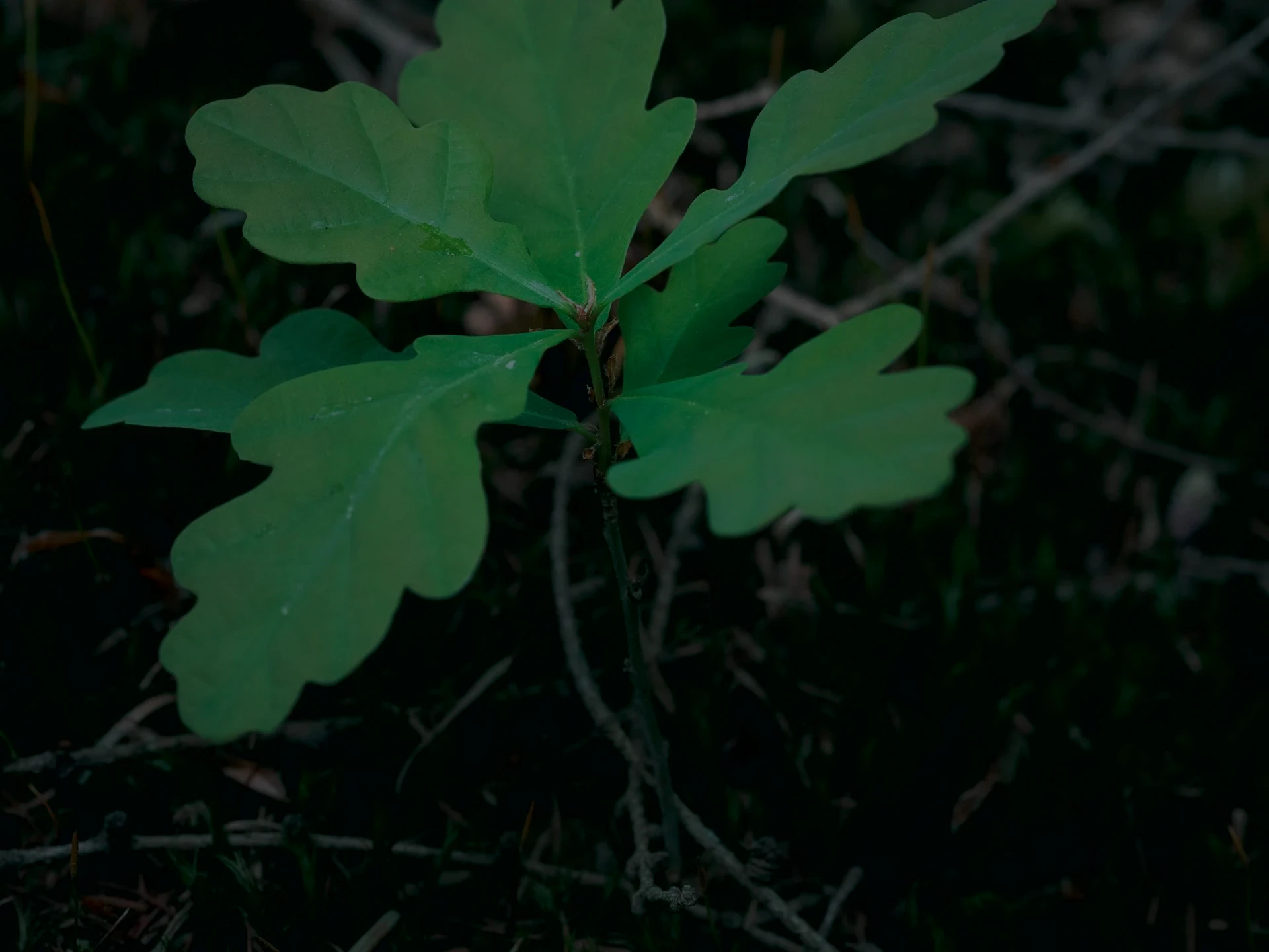 A young oak sapling in a shaded wood